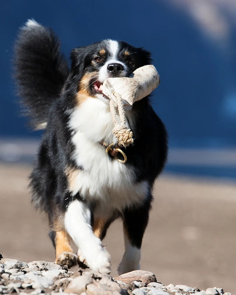 Australian Shepherds with Long Tails