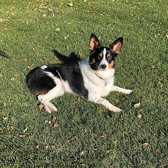 Winnie the Auggie Dog