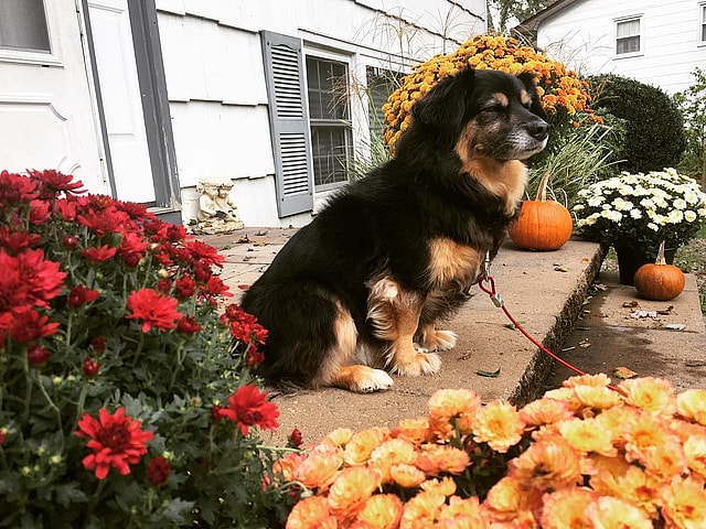 Dakota the Auggie Dog