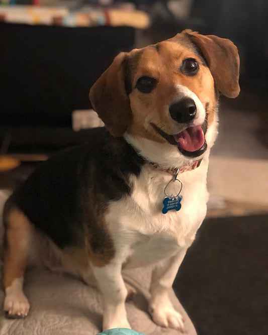 Beagle Mixed with Corgi