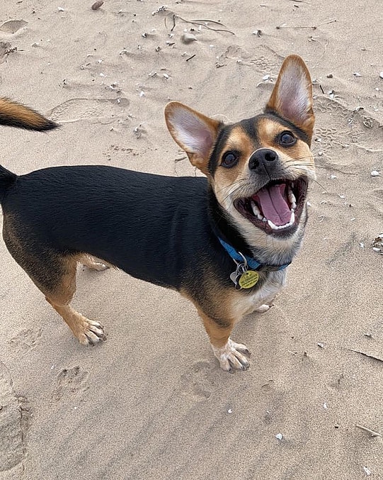 Beagle Mixed with Corgi