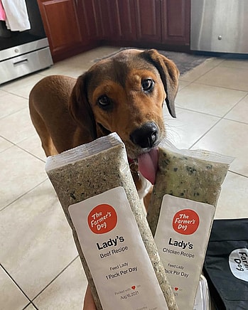 Best Dog Food for Beagles