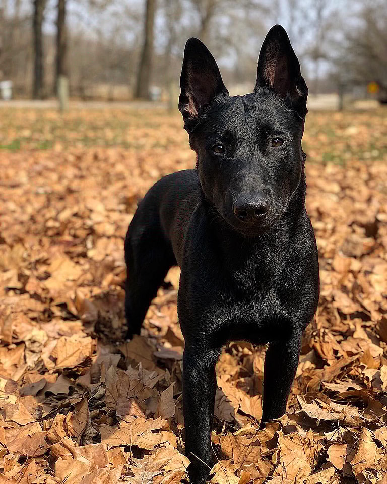 Black Belgian Malinois