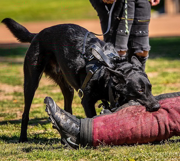 Black Belgian Malinois
