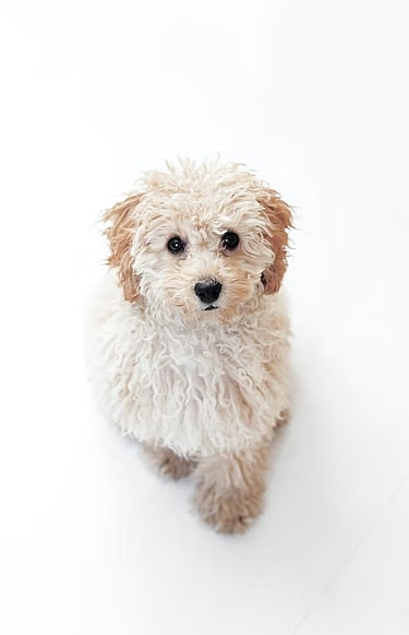 Are Bichon Frises Hypoallergenic? Understanding their Allergy-Friendly Reputation