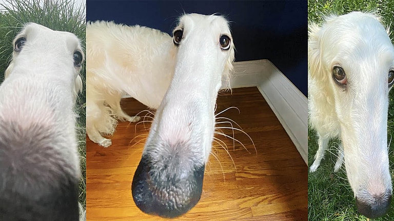 Dog with long nose