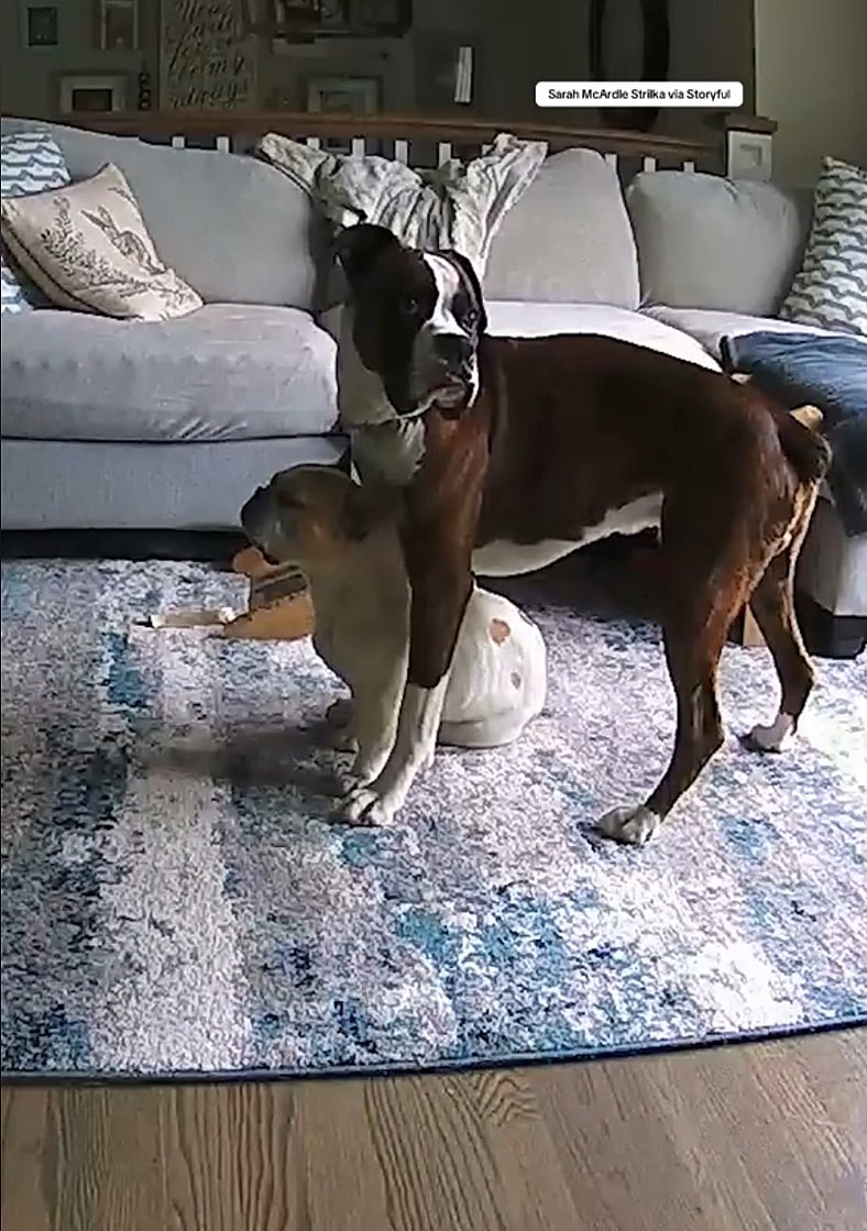 Frenchie’s Seizure Would Have Cost His Life, But His Boxer Brother Does Something Unbelievable