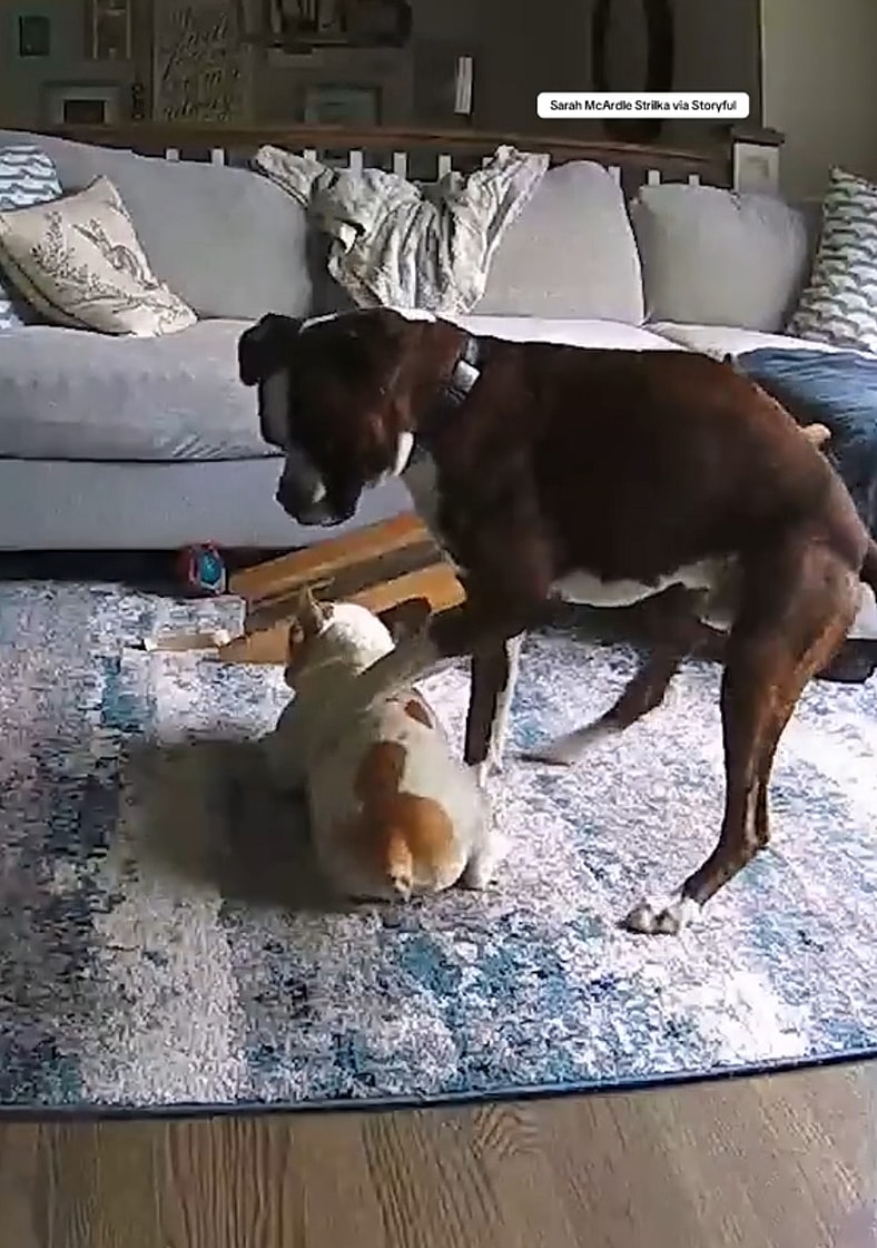 Frenchie’s Seizure Would Have Cost His Life, But His Boxer Brother Does Something Unbelievable