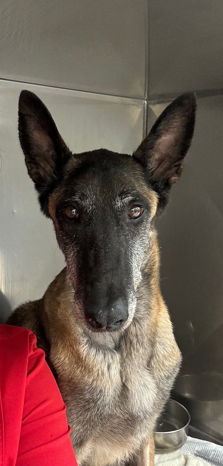 Dog up for adoption: Molly, Abused Mama Dog Survives Pregnancy & Health Battles, Still Searching for a Forever Home