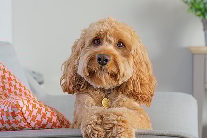 Cavapoo