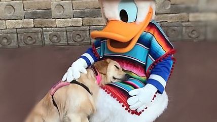 Nala is a service dog who goes to disneyland