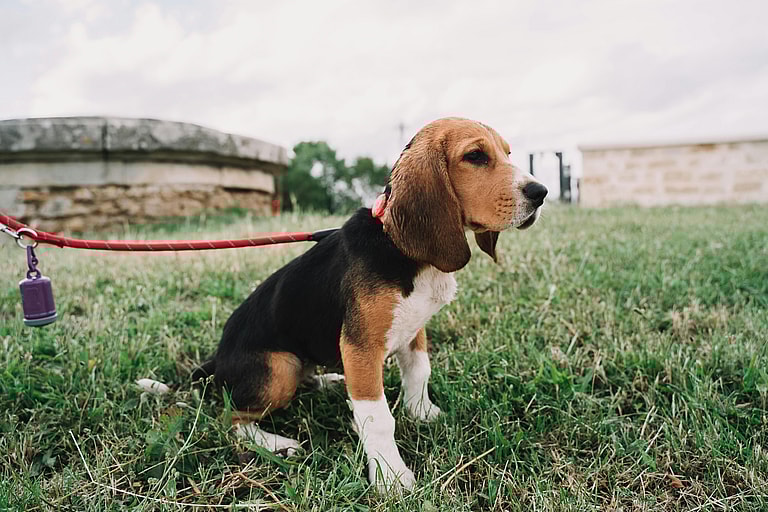 How Long Do Beagles Live?