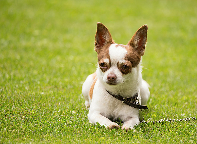 A white and brown Chihuahua lying on a green lawn