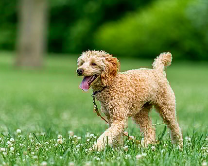 Poodle walking on grass meadow with tongue out, the Poodle's lifespan is between 10–18 years