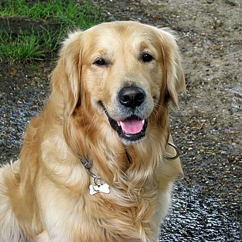 Golden Retriever with tongue out
