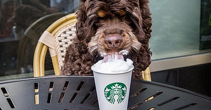 Puppuccino Fun