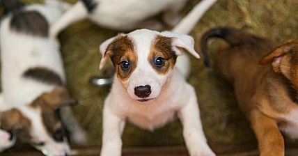 Small Dogs for Adoption