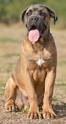Formentino Cane Corso