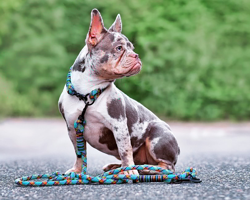 A Merle French Bulldog