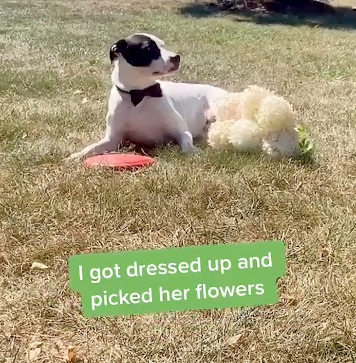 Odie bought gifts for Iris