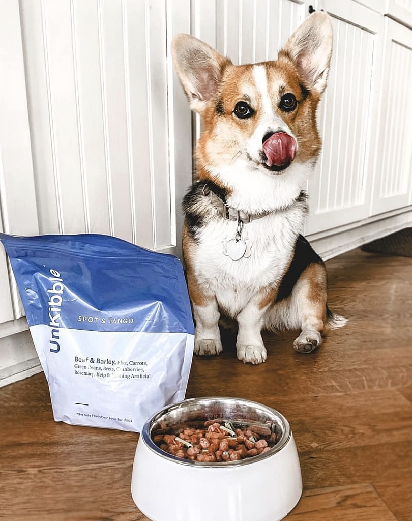 Best dog food for corgis