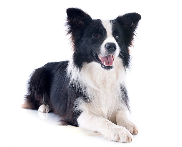 Are Border Collies Hypoallergenic