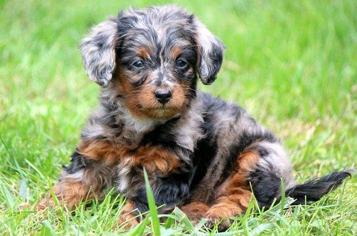 doxiepoo