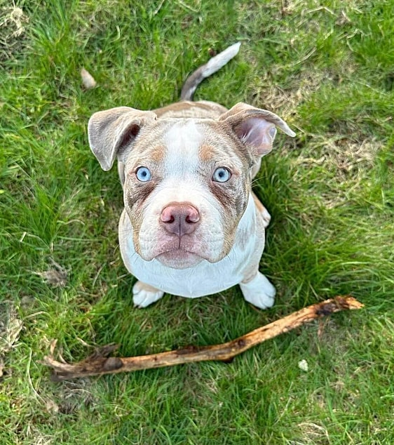 clean exotic bully