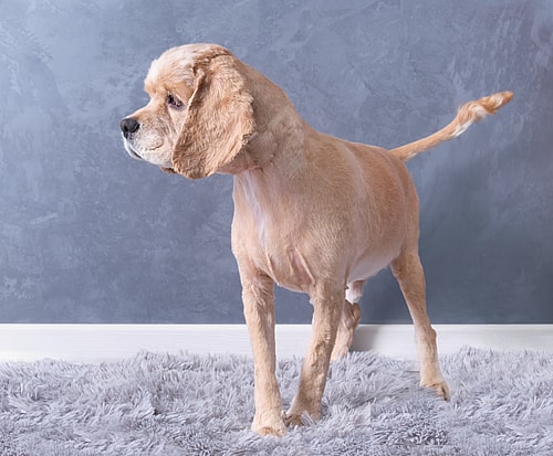 cocker spaniel  haircut