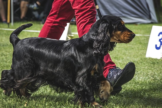 cocker spaniel  haircut