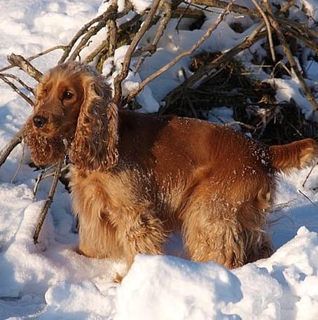 cocker spaniel  haircut