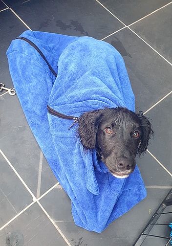 cocker spaniel  haircut