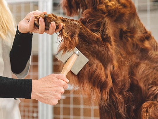 cocker spaniel  haircut