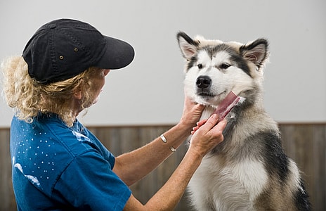Are Alaskan Malamutes Hypoallergenic?