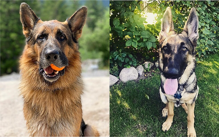 Aggressive Dog Breeds: German Shepherd