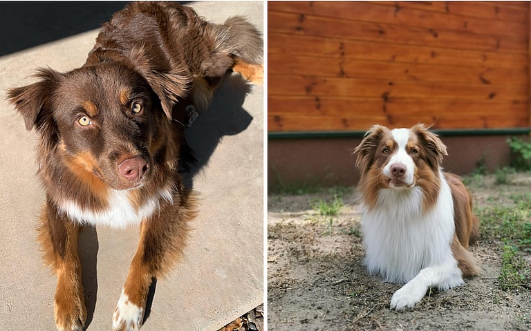 Blue Merle Australian Shepherds