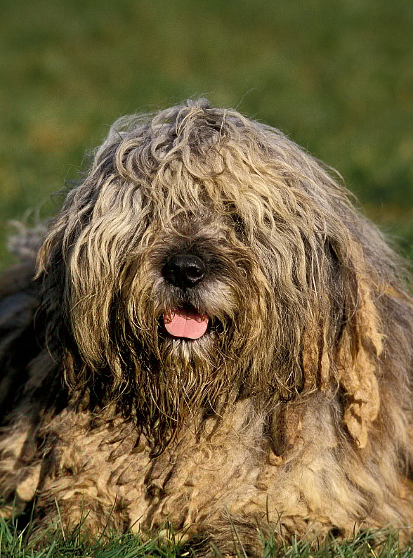 The Bergamasco Sheepdog