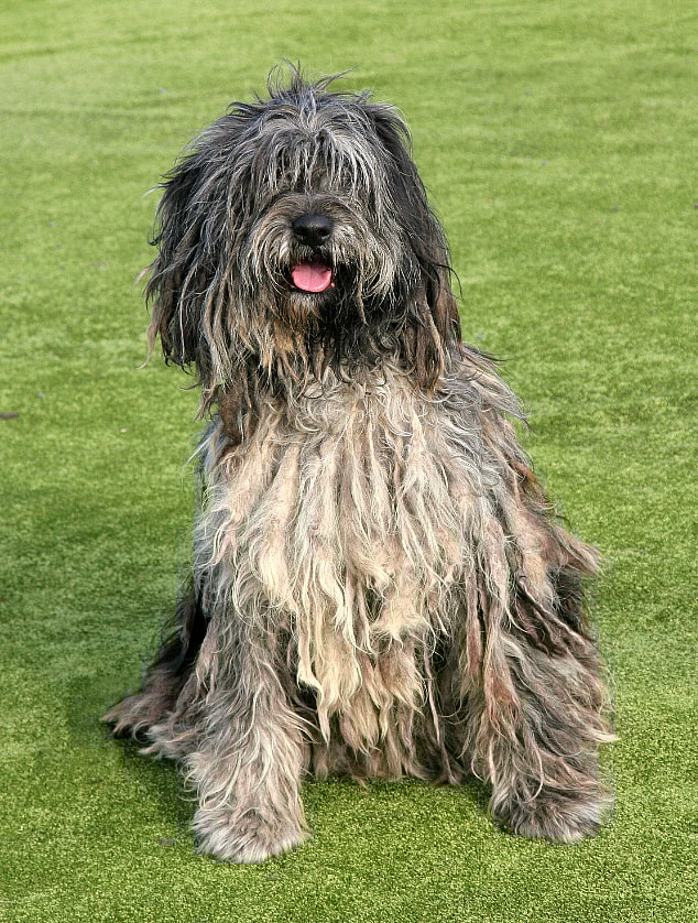 The Bergamasco Sheepdog