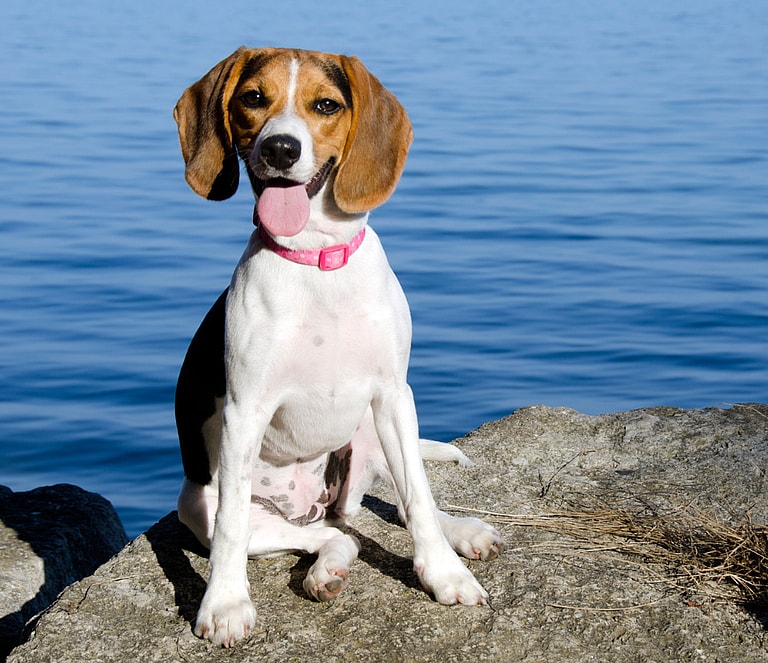 Beagle Names