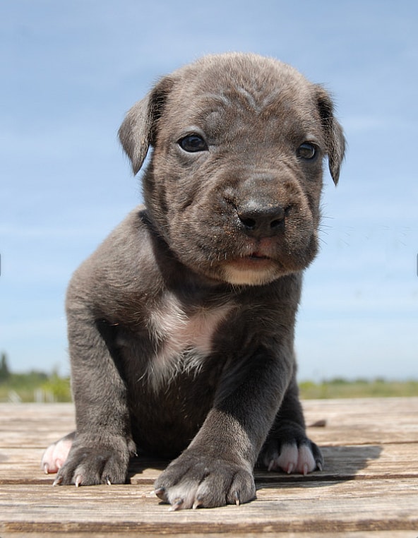 Cane Corso Names