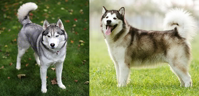 Malamute vs Husky