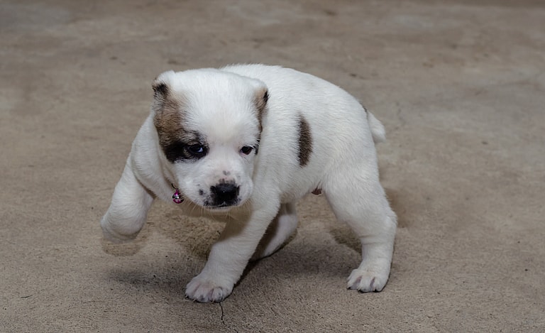 This Dog Was Bred by Mother Nature. Meet the Alabai, the Central Asian Shepherd dog