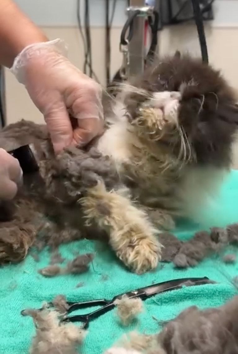 Watch the Transformation of Pearl: The Most Severely Matted Cat I’ve Ever Seen!