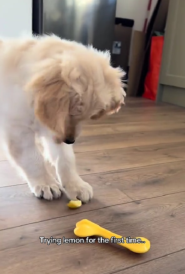 Golden Retriever FREAKS OUT After Tasting Lemon — His Reaction Left Millions HOWLING! 😱🍋