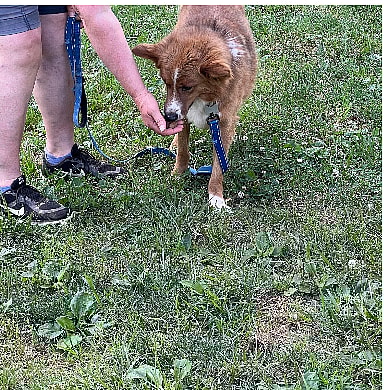 Australian Shepherd Dog Rescued from the Streets of Afghanistan Ready to be Part of a Forever Family