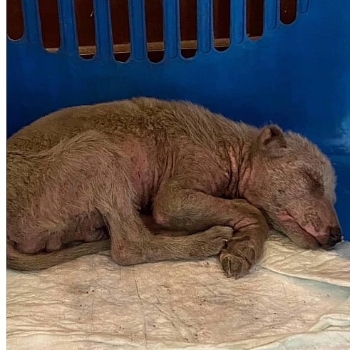 Australian Shepherd Dog Rescued from the Streets of Afghanistan Ready to be Part of a Forever Family