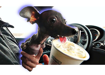 Special needs dog gets treated to her best day ever!