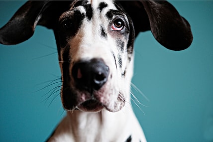 Harlequin Great Dane