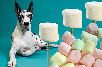 can dogs eat marshmallows