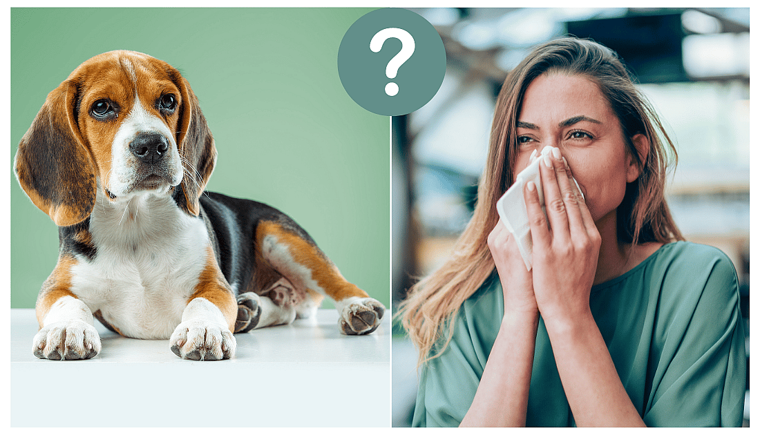 Are Beagles Hypoallergenic?